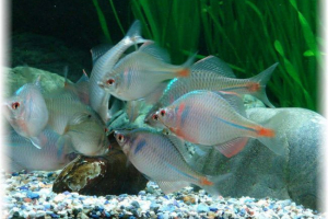 Gorchak fish: kako se pomnožiti s melluscima? Gorchak fish: kako se pomnožiti s melluscima?